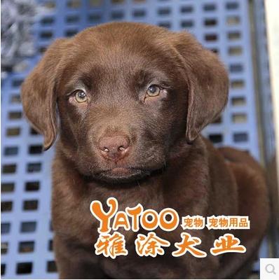 拉布拉多幼犬选购指南 颜色分类与注意事项
